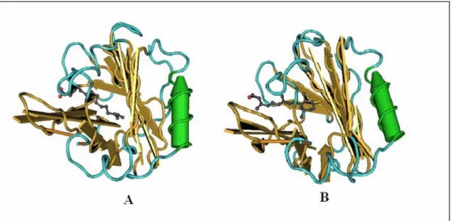 Fig. 3: Complesso  -LG-acido palmitico (A) e -LG-retinolo (B). Durante la formazione del  complesso  -LG-ligando,  il  ligando  dispone  la  propria  porzione  idrofobica  all’interno  della  cavità  in  modo  tale  che  la  sua  porzione  idrofila  pos