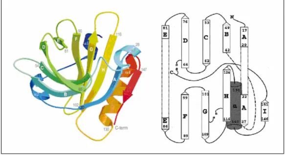 Fig.  1:  Struttura  tridimensionale  della  -LG  [6].  La  -LG  è  una  proteina  globulare  composta  da  162  amminoacidi  appartenente  alla  famiglia  delle  Lipocaline