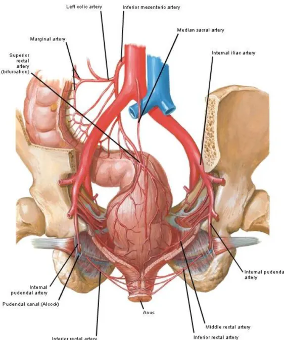Fig. 4 -Arterie dell’intestino retto e del canale anale  (da Frank H. Netter, Atlante di Anatomia Umana, 