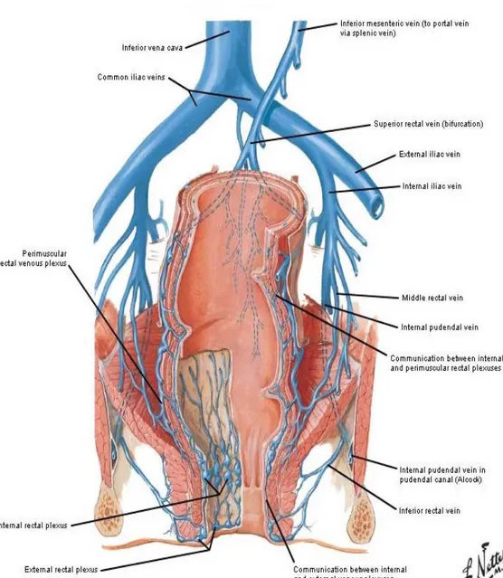 Fig. 5 - Vene dell’intestino retto e del canale anale  (da Frank H. Netter, Atlante di Anatomia Umana, 