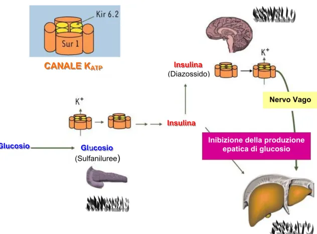 Fig. 5 Rappresentazione schematica della regolazione metabolica mediata dai canali 