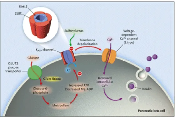 Fig. 3 Meccanismo di liberazione dell’insulina nella cellula ß pancreatica, mediato dalla 
