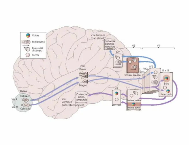 Figura 3. Funzioni esercitate dalle due vie visive  che terminano a livello della cortecce parietale posteriore e infero t  temporale  (MT=medio  temporale,CGL=corpo  genicolato  laterale;  mod.da  Kandel,  Schwartz  e  Jessel,  Principi  di  neuroscienze,