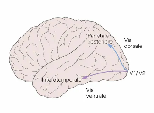 Figura  4:  Le  stazioni  della  corteccia  cerebrale  deputate  all’analisi  visiva  sono  organizzate  in  due  vie.  In  una  veduta 