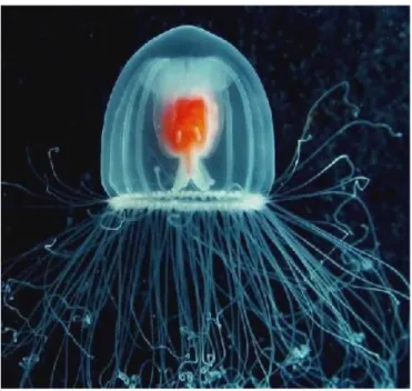 Fig. 2: Forma medusoide, a vita libera, caratterizzata da riproduzione sessuale.