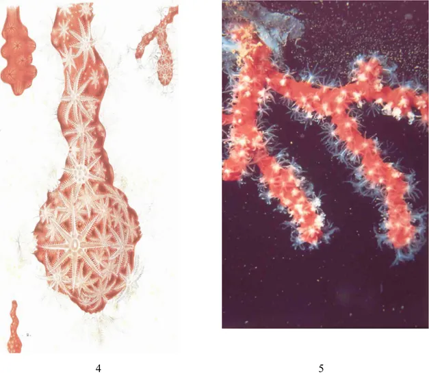 Fig. 4: frammenti di C. rubrum (tratto da Corail: Lacaze-Duthiers)                             