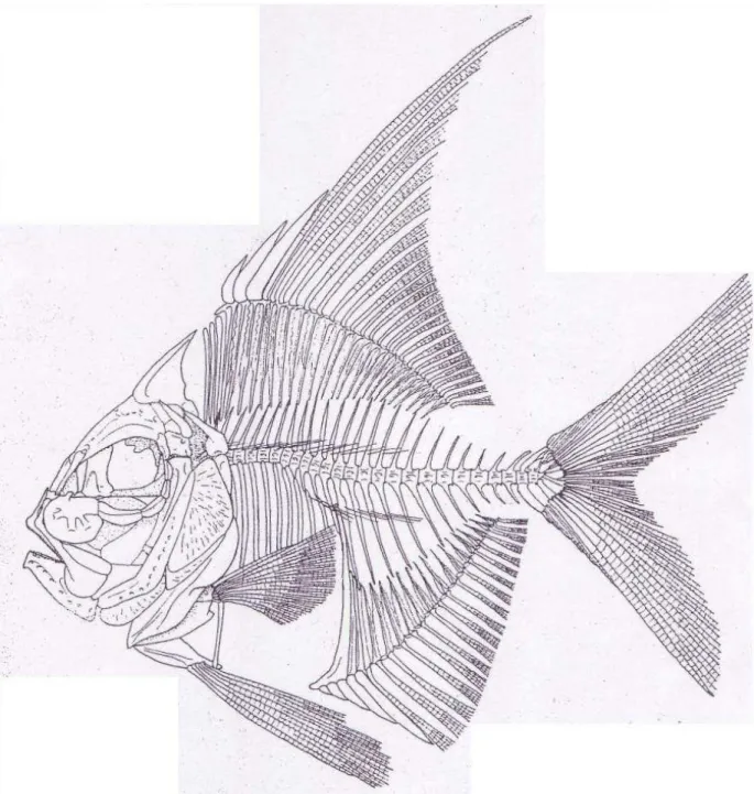 Figura 4. Illustrazione di Aipichthys velifer (tratta da Patterson, 1993). 