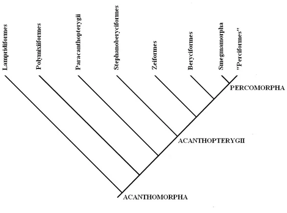 Figura 1. Cladogramma del taxon Acanthomorpha proposto da Johnson &amp; Patterson (1993)