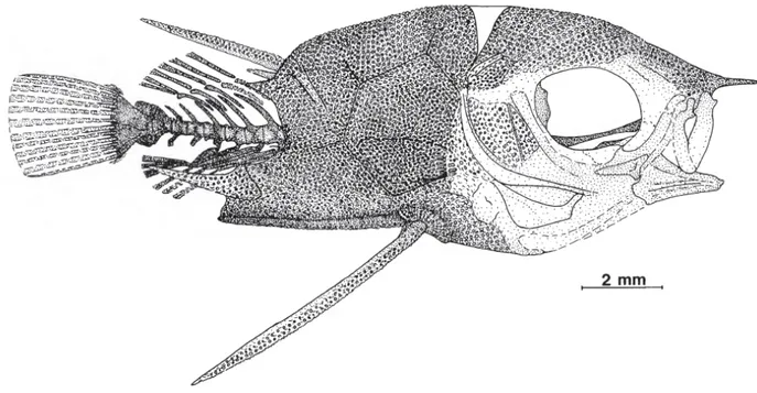 Figura 5. Illustrazione di Protriacanthus gortanii (tratta da Tyler &amp; Sorbini, 1996) 