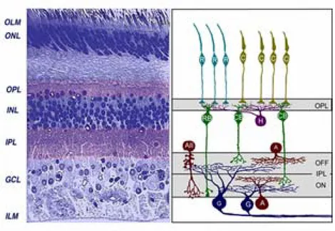 Fig. 2. A sinistra è rappresentata la sezione trasversale della retina, in cui sono distinguibili i diversi strati di cui 