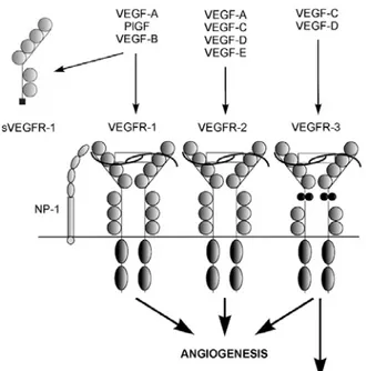 Fig. 3 Rappresentazione schematica della famiglia del VEGF, le interazioni coi recettori e gli effetti di queste 