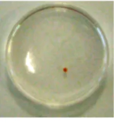 Figure 3.3: An alginate microbead containing super-paramagnetic nanopar- nanopar-ticles
