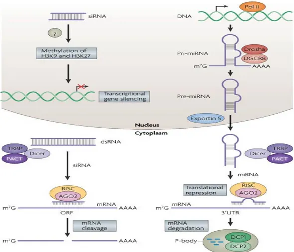 Figura 1. Meccanismi dell’interferenza ad RNA nelle cellule di mammifero. 