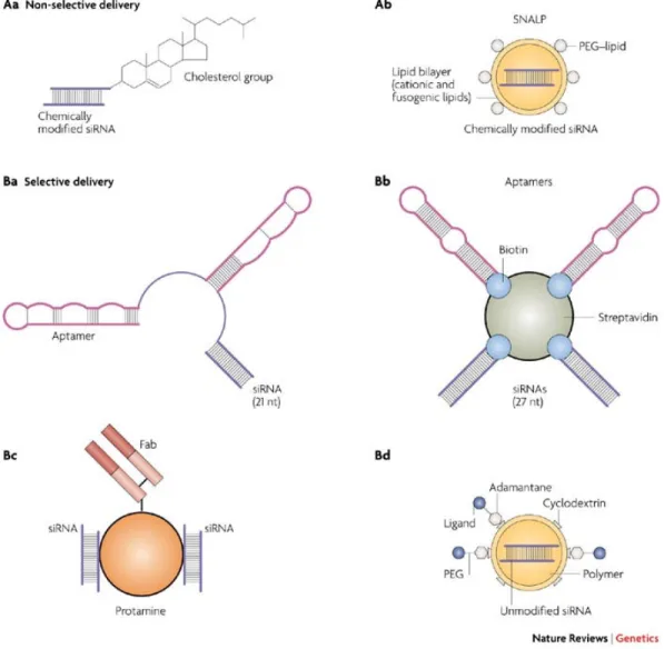 Figura 6. Veicolazione di piccoli RNA interferenti. 