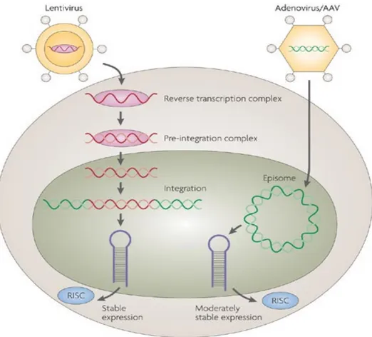 Figura 7. Veicolazione virale degli RNA a forcina corta. 