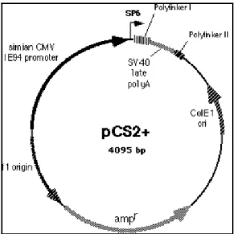 Figura 23 - Rappresentazione schematica del plasmide pCS2+ 