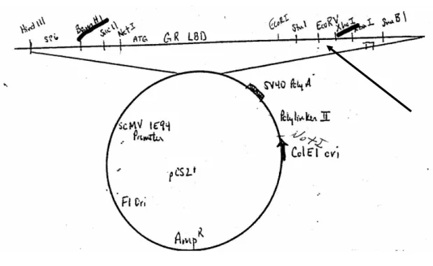 Figura 24 - (A) Rappresentazione schematica del vettore di espressione pCS2+GR. (B) Dettaglio sequenze al 5’ e  al  3’  della  LBD  del  GR