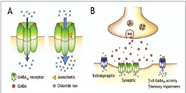 Figura  4.3.1:  Effetti  degli  anestetici  sulla  neurotrasmissione  a  livello  del  SNC