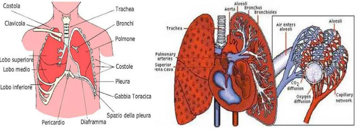 Figura 2.4: Apparato Respiratorio 
