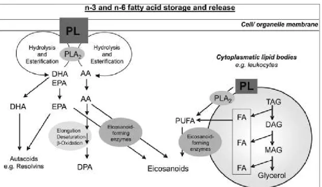 Figura 7 :  gli acidi grassi n3 e n6 sono immagazzinati in membrane fosfolipidiche ed in corpi lipidici e  vengono  rilasciati  attraverso  l'azione  della  PLA 2 