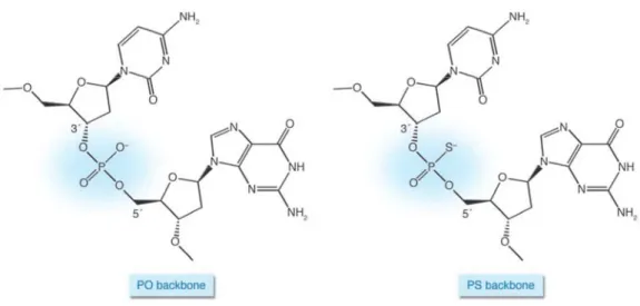 Figure I.3: Backbones of native and modified DNA.  