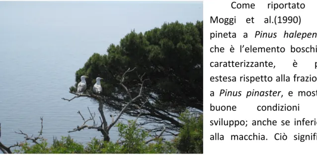 Figura 4 Pinus halepensis