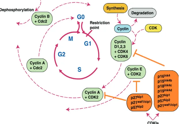 Fig. I.1   Summary of the genes involved in regulating cell cycle progression (Shah  and Schwartz, 2001)