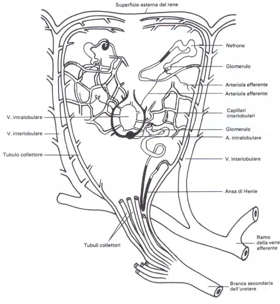 Figura 2.1: Rappresentazione schematica di un lobulo renale di uccello (Da Pelagalli‐Botte 1999)