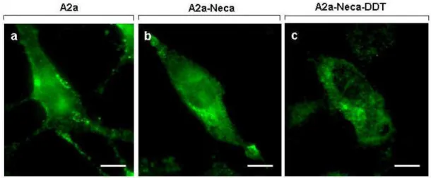 Fig. 17 Immune-localization by fluorescent microscopy of anti-A2a receptor antibodies in CHO-A2a 