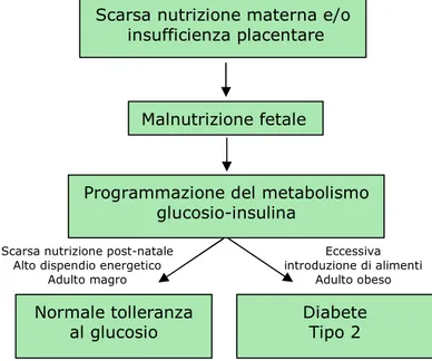 Figura 3: Ipotesi del fenotipo risparmiatore. 