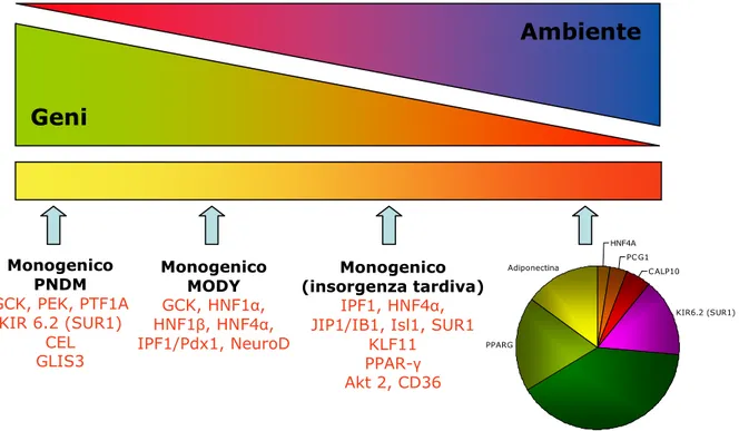 Figura 7. Effetti dei geni e dell’ambiente sui diversi tipi di diabete. 