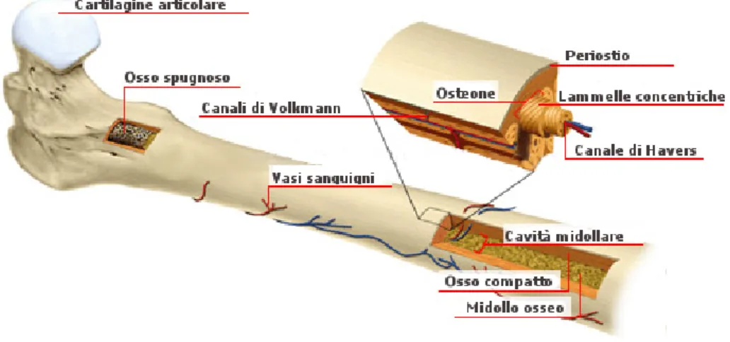 Figura 1: Struttura ossea.