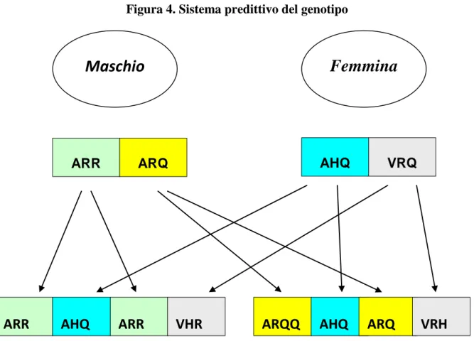 Figura 4. Sistema predittivo del genotipo 