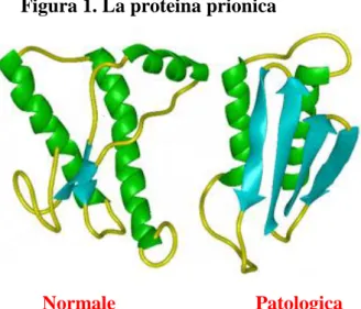 Figura 1. La proteina prionica 