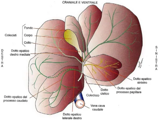 Fig.  1.2  –  Rappresentazione  schematica  della  faccia  viscerale  del  fegato  di 