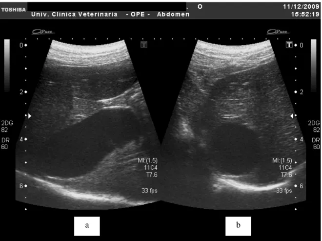 Fig  4.4:  a  –  Colecisti  in  sezione  longitudinale.  b  –  Colecisti  in  sezione  trasversale.