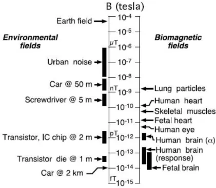 Figure 1.2: Comparison of biomagnetic and unshielded environmental elds[8].