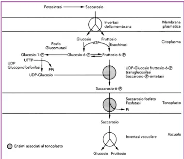 Figura 4: Meccanismo biochimico della penetrazione e dell'accumulo degli zuccheri nei  vacuoli delle cellule della polpa dell'uva (Ribereau – Gayon et al., 2006) 