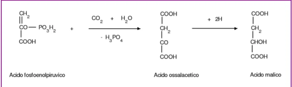 Figura 5: β-carbossilazione dell’acido fosfoenolpiruvico (Sciancalepore, 1998) 