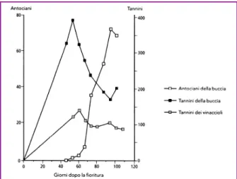 Figura 6: Evoluzione dei composti fenolici, espressi in mg/g di sostanza secca (Ribereau –  Gayon et al., 2006) 
