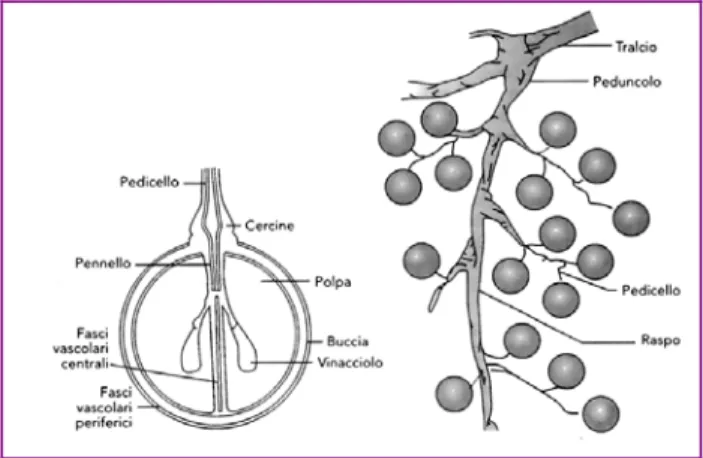 Figura 1: Frutto della vite, a sinistra l’acino d’uva a maturità, a destra la struttura del  grappolo (Ribereau – Gayon et al., 2006) 