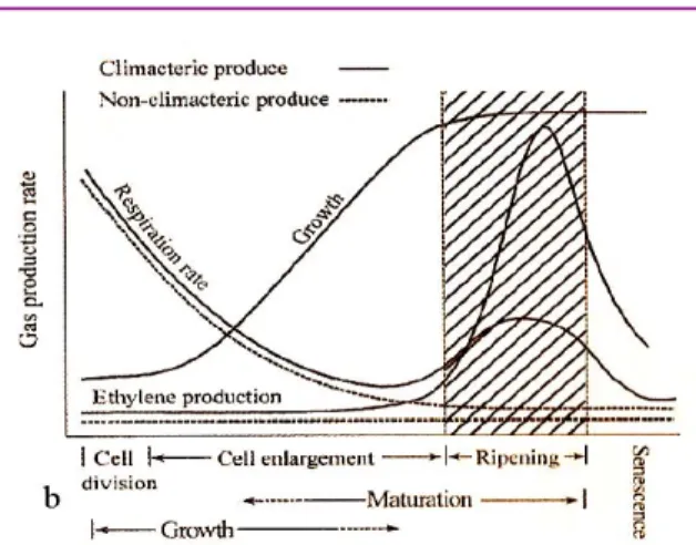 Figura 7: Andamento del tasso respiratorio in relazione alla produzione di etilene e alla  crescita di frutti climaterici e non climaterici 