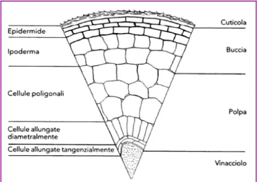 Figura 2: Morfologia schematica dei diversi tessuti dell'acino d'uva a maturità (Ribereau –  Gayon et al., 2006) 