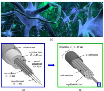 Figura 2.2: Schematizzazione dei fasci di bre neuronali. (a) La materia bianca dell'encefalo è essenzialmente costituita da bre neuronali, in particolare dagli assoni dei neuroni che connettono diverse aree della corteccia cerebrale tramite un complesso 