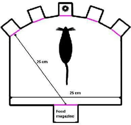 Figura 2: 5 choice serial reaction time task 