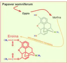 Figura 12: Struttura della Morfina ed Eroina 