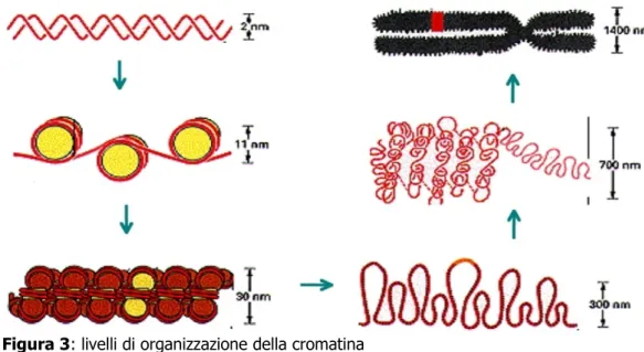 Figura 3: livelli di organizzazione della cromatina