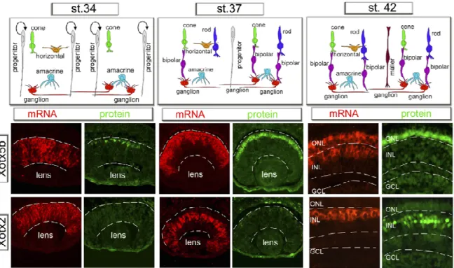 Fig. 9. Regolazione post-trascrizionale dei geni Xotx2 e Xotx5b, durante la retinogenesi di 