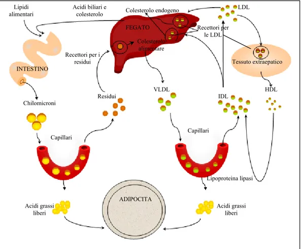 Figura 3. Trasporto dei trigliceridi e del colesterolo 