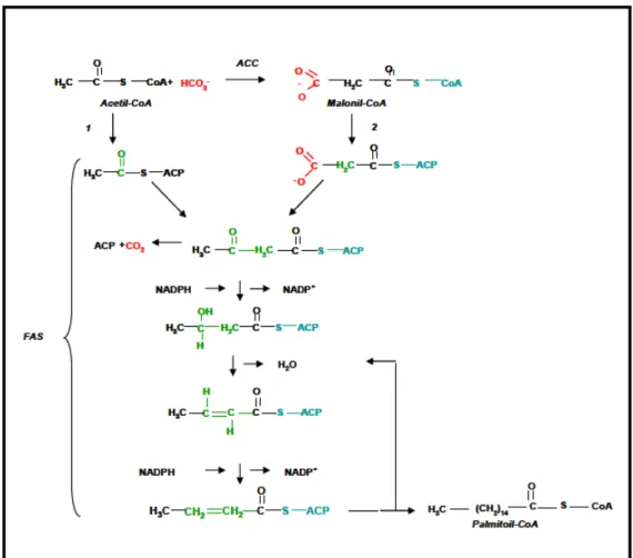Figura 5. Schema della sintesi degli acidi grassi. 